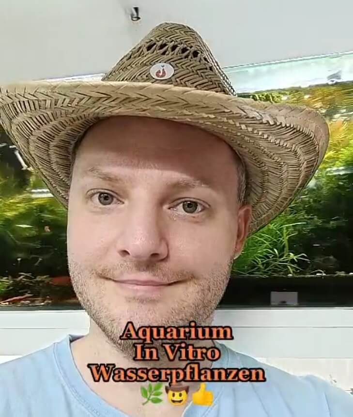 ️ Was sind In Vitro Wasserpflanzen / Aquarium Pflanzen? – Aqua-Birne
