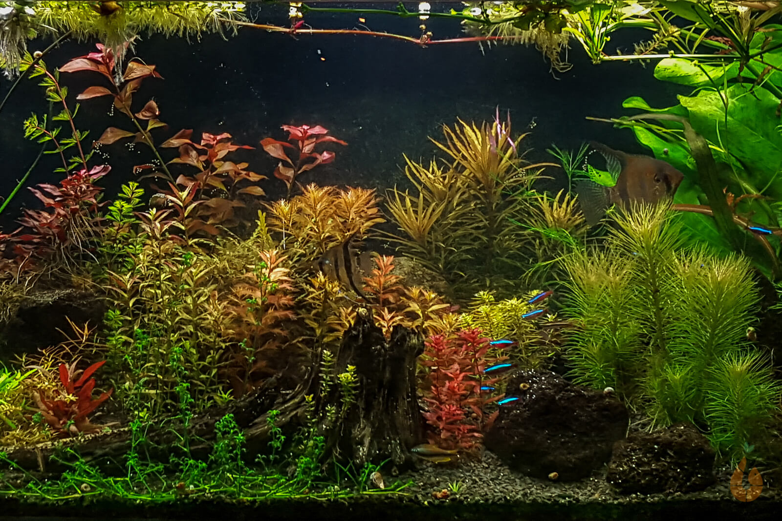Vordergrundpflanzen / Wasserpflanzen fr das Aquarium online kaufen   Aqua-Birne