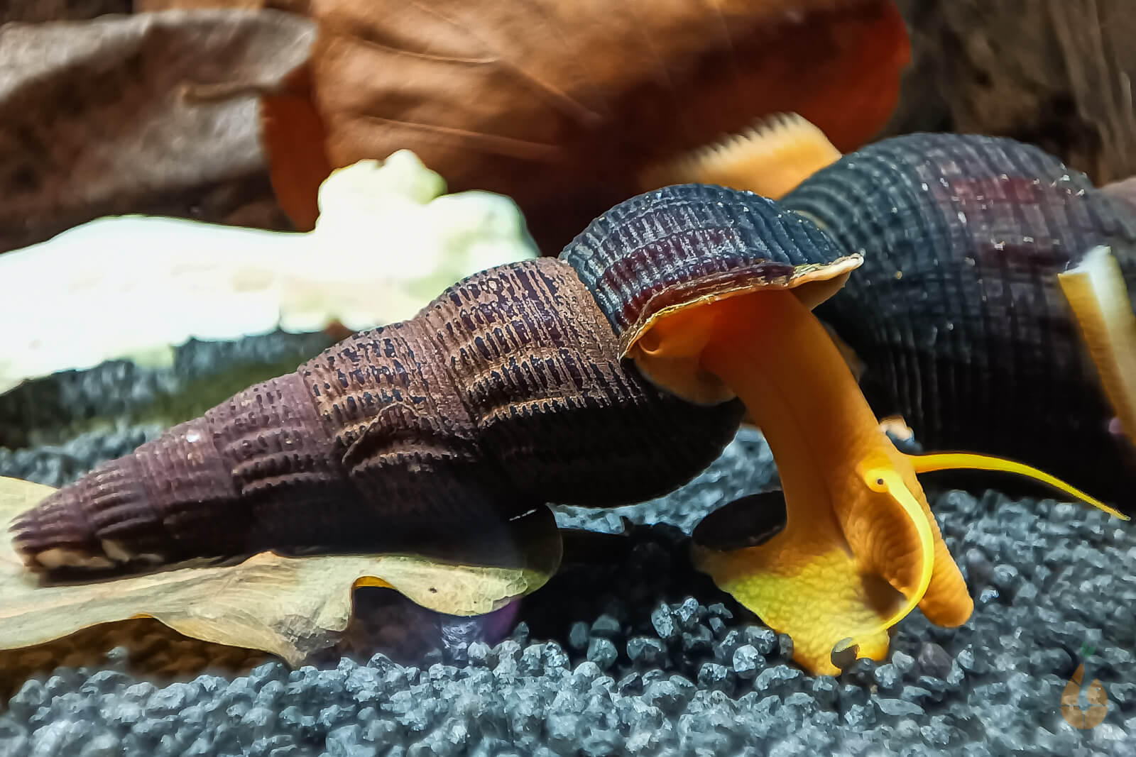 Tylo / Tylomelania Schnecken für das Aquarium online kaufen AquaBirne