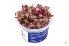 Lade das Bild in den Galerie-Viewer, Aqua Art - Kleines Papageienblatt | Alternanthera reineckii 'Mini' | In Vitro Aquariumpflanze