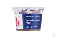 Lade das Bild in den Galerie-Viewer, Aqua Art - Lilablättriges Papageienblatt | Alternanthera reineckii 'Purple' | In Vitro Aquariumpflanze