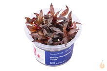 Lade das Bild in den Galerie-Viewer, Aqua Art - Lilablättriges Papageienblatt | Alternanthera reineckii 'Purple' | In Vitro Aquariumpflanze