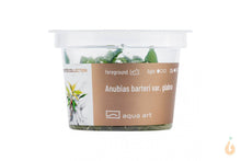 Lade das Bild in den Galerie-Viewer, Aqua Art - Anubias barteri Glabra | Kahles Speerblatt | In Vitro Aquariumpflanze