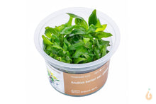 Lade das Bild in den Galerie-Viewer, Aqua Art- Anubias barteri Glabra | Kahles Speerblatt | In Vitro Aquariumpflanze