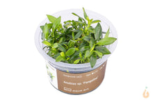 Lade das Bild in den Galerie-Viewer, Aqua Art - Anubias sp. Pangolino | Zwergspeerblatt | In Vitro Aquariumpflanze