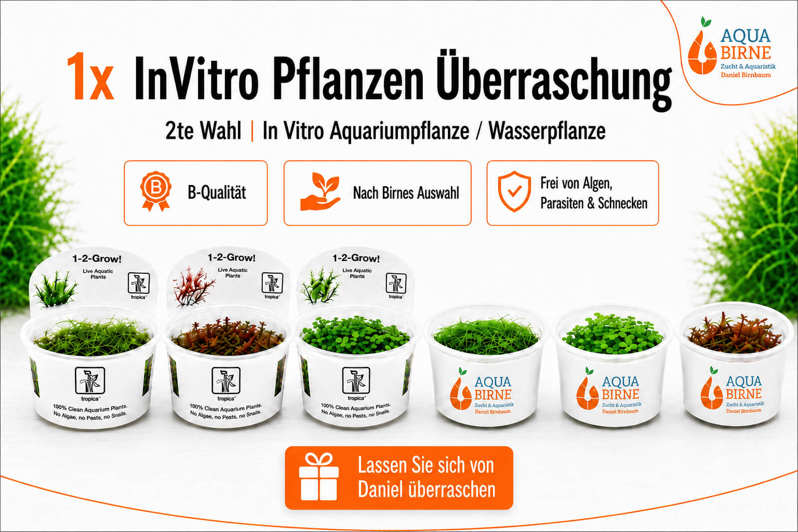 InVitro Pflanzen Überraschung | 2te Wahl