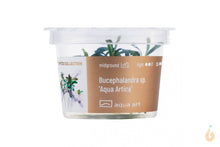 Lade das Bild in den Galerie-Viewer, Aqua Art - Bucephalandra sp. ’Aqua Artica’ | In Vitro Aquariumpflanze - Rarität