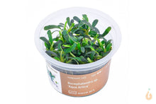 Lade das Bild in den Galerie-Viewer, Aqua Art - Bucephalandra sp. ’Aqua Artica’ | In Vitro Aquariumpflanze - Rarität