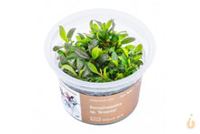 Lade das Bild in den Galerie-Viewer, Aqua Art - Bucephalandra sp. ’Brownie’ | In Vitro Aquariumpflanze - Rarität