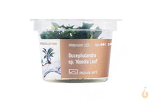 Lade das Bild in den Galerie-Viewer, Aqua Art - Bucephalandra sp. ’Needle Leaf’ | In Vitro Aquariumpflanze - Rarität