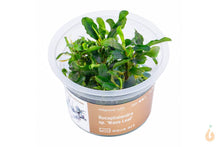 Lade das Bild in den Galerie-Viewer, Aqua Art - Bucephalandra sp. ’Wave Leaf’ | In Vitro Aquariumpflanze - Rarität