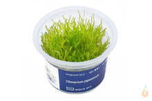 Lade das Bild in den Galerie-Viewer, Aqua Art - Palmenmoos - Climacium japonicum | In Vitro Moos Rairtät | Wabi Kusa, Paludarium, Aqua Terrarium