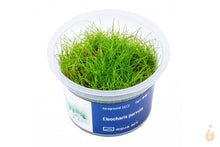 Lade das Bild in den Galerie-Viewer, Aqua Art - Zwerg Nadelsimse | Eleocharis | In Vitro Aquariumpflanze