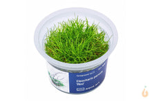 Lade das Bild in den Galerie-Viewer, Aqua Art - Mini Nadelsimse | Eleocharis "Mini" | In Vitro Aquariumpflanze