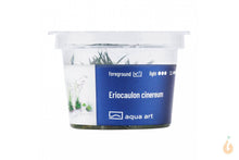 Lade das Bild in den Galerie-Viewer, Aqua Art - Eriocaulon Cinereum | In Vitro Aquariumpflanze