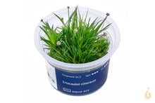 Lade das Bild in den Galerie-Viewer, Aqua Art - Eriocaulon Cinereum | In Vitro Aquariumpflanze