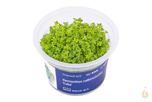 Lade das Bild in den Galerie-Viewer, Aqua Art - Kuba Perlkraut | Hemianthus callitrichoides 'Cuba' HCC | In Vitro Aquariumpflanze
