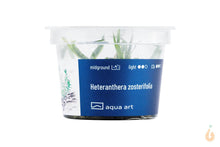 Lade das Bild in den Galerie-Viewer, Aqua Art - Seegrasblättriges Trugkölbchen | Heteranthera zosterifolia | In Vitro Aquariumpflanze
