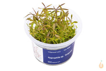 Lade das Bild in den Galerie-Viewer, Aqua Art - Araguaia Wasserfreund | Hygrophila lancea 'Araguaia' | In Vitro Aquariumpflanze