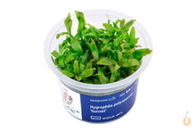 Lade das Bild in den Galerie-Viewer, Aqua Art - Sunset Wasserfreund | Hygrophila polysperma 'Sunset' | In Vitro Aquariumpflanze