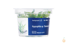 Lade das Bild in den Galerie-Viewer, Aqua Art - Thailändischer Wasserfreund | Hygrophila sp. 'Siamensis' | In Vitro Aquariumpflanze