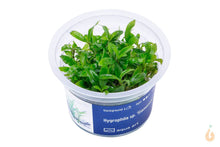 Lade das Bild in den Galerie-Viewer, Aqua Art - Thailändischer Wasserfreund | Hygrophila sp. 'Siamensis' | In Vitro Aquariumpflanze