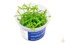 Lade das Bild in den Galerie-Viewer, Aqua Art - Tiger Wasserfreund | Hygrophila sp. 'Tiger' | In Vitro Aquariumpflanze
