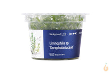 Lade das Bild in den Galerie-Viewer, Vietnam Sumpffreund | Limnophila sp. 'Vietnam' | In Vitro Aquariumpflanze