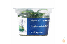 Lade das Bild in den Galerie-Viewer, Aqua Art - Zwerg Kardinalslobelie | Lobelia cardinalis "Mini" | In Vitro Aquariumpflanze
