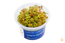 Lade das Bild in den Galerie-Viewer, Aqua Art - Tiefrote kleine Ludwigie | Ludwigia sp. 'Super Red Mini' | In Vitro Aquariumpflanze