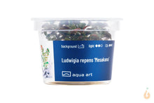 Lade das Bild in den Galerie-Viewer, Aqua Art - Bunte Ludwigie | Ludwigia repens 'Mesakana' | In Vitro Aquariumpflanze