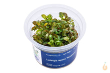 Lade das Bild in den Galerie-Viewer, Aqua Art - Bunte Ludwigie | Ludwigia repens 'Mesakana' | In Vitro Aquariumpflanze