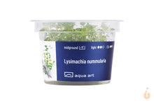 Lade das Bild in den Galerie-Viewer, Aqua Art - Pfennigkraut | Lysimachia nummularia | In Vitro Aquariumpflanze