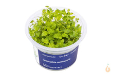 Lade das Bild in den Galerie-Viewer, Aqua Art - Pfennigkraut | Lysimachia nummularia | In Vitro Aquariumpflanze