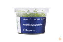 Lade das Bild in den Galerie-Viewer, Rundblättriges Perlenkraut | Micranthemum umbrosum | In Vitro Aquariumpflanze