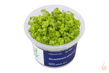 Lade das Bild in den Galerie-Viewer, Rundblättriges Perlenkraut | Micranthemum umbrosum | In Vitro Aquariumpflanze