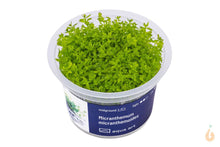 Lade das Bild in den Galerie-Viewer, Aqua Art - Quirlblättriges Perlenkraut | Micranthemum micranthemoides | In Vitro Aquariumpflanze