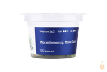 Lade das Bild in den Galerie-Viewer, Aqua Art - Tweedies Perlkraut | Micranthemum 'Monte Carlo' | In Vitro Aquariumpflanze