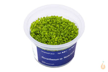 Lade das Bild in den Galerie-Viewer, Aqua Art - Tweedies Perlkraut | Micranthemum 'Monte Carlo' | In Vitro Aquariumpflanze