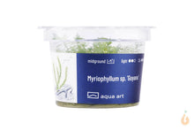 Lade das Bild in den Galerie-Viewer, Aqua Art - Guyana Tausendblatt | Myriophyllum sp. ’Guyana’ | In Vitro Aquariumpflanze - Rarität