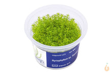 Lade das Bild in den Galerie-Viewer, Aqua Art - Guyana Tausendblatt | Myriophyllum sp. ’Guyana’ | In Vitro Aquariumpflanze - Rarität