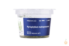 Lade das Bild in den Galerie-Viewer, Aqua Art - Mato Grosso Tausendblatt | Myriophyllum mattogrossense | In Vitro Aquariumpflanze