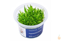 Lade das Bild in den Galerie-Viewer, Aqua Art - Indische Sternpflanze | Pogostemon erectus | In Vitro Aquariumpflanze