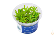 Lade das Bild in den Galerie-Viewer, Aqua Art - Kleiner Wasserstern | Pogostemon helferi | In Vitro Aquariumpflanze