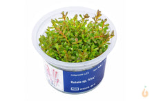 Lade das Bild in den Galerie-Viewer, Aqua Art - Rotala sp. "H’ra" / "Gia Lai" | In Vitro Aquariumpflanze
