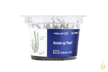 Lade das Bild in den Galerie-Viewer, Aqua Art - Perlen Rotala | Rotala sp.'Pearl' | In Vitro Aquariumpflanze