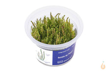 Lade das Bild in den Galerie-Viewer, Aqua Art - Perlen Rotala | Rotala sp.'Pearl' | In Vitro Aquariumpflanze