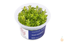 Lade das Bild in den Galerie-Viewer, Aqua Art - Rundblättrige Rotala | Rotala rotundifolia | In Vitro Aquariumpflanze