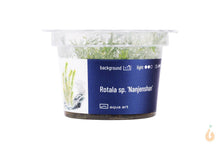 Lade das Bild in den Galerie-Viewer, Aqua Art - Nanjenshan Rotala | Rotala sp.'Nanjenshan' | In Vitro Aquariumpflanze