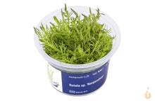 Lade das Bild in den Galerie-Viewer, Aqua Art - Nanjenshan Rotala | Rotala sp.'Nanjenshan' | In Vitro Aquariumpflanze